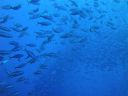 DSC00971.JPG