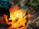 DSC00981.JPG