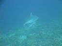 DSC00996.JPG