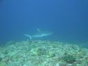 DSC01002.JPG