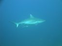 DSC01007.JPG