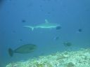 DSC01016.JPG