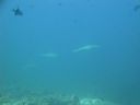 DSC01017.JPG
