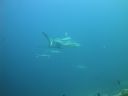 DSC01032.JPG
