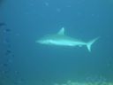 DSC01033.JPG