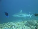 DSC01037.JPG