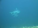 DSC01038.JPG