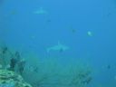 DSC01063.JPG