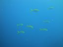 DSC01077.JPG