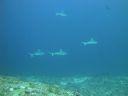 DSC01110.JPG