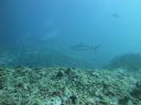 DSC01113.JPG