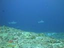 DSC01123.JPG