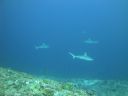 DSC01130.JPG