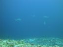 DSC01131.JPG