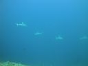 DSC01132.JPG
