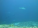 DSC01139.JPG