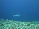 DSC01141.JPG