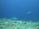 DSC01142.JPG