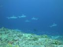 DSC01144.JPG