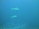 DSC01149.JPG