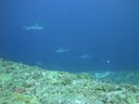 DSC01151.JPG
