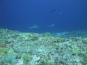 DSC01152.JPG