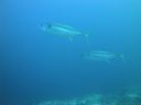 DSC01161.JPG