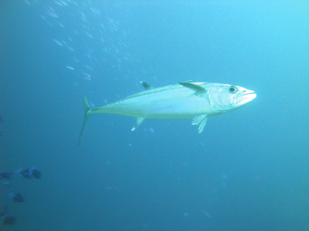 DSC00463.JPG