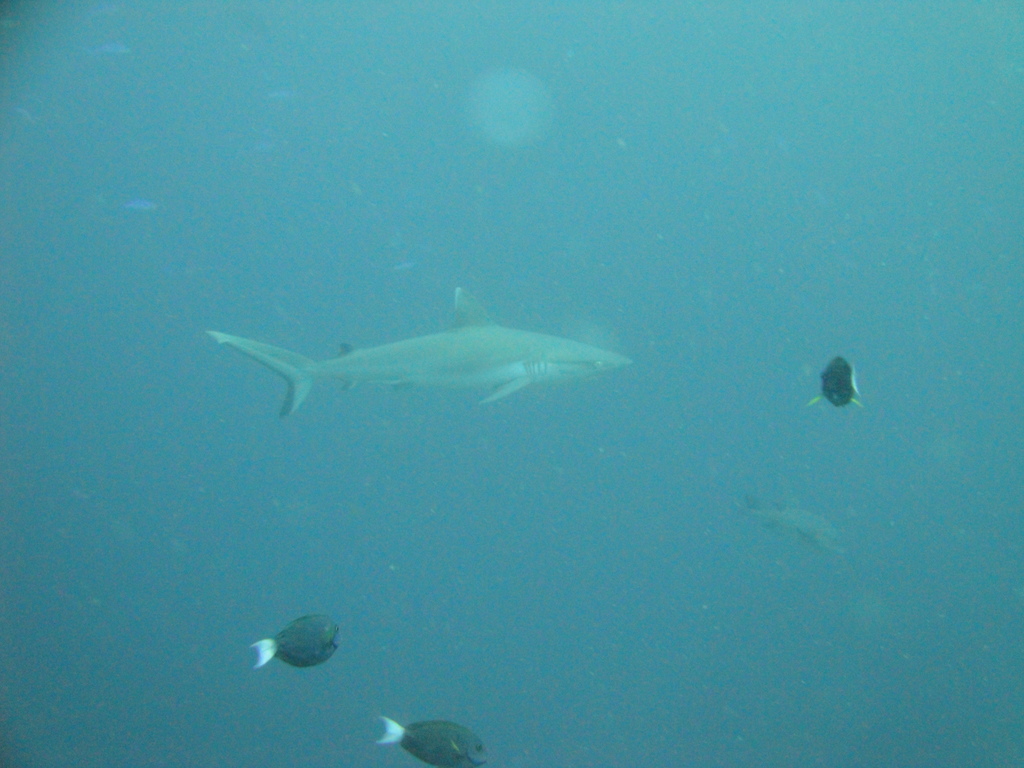 DSC00533.JPG