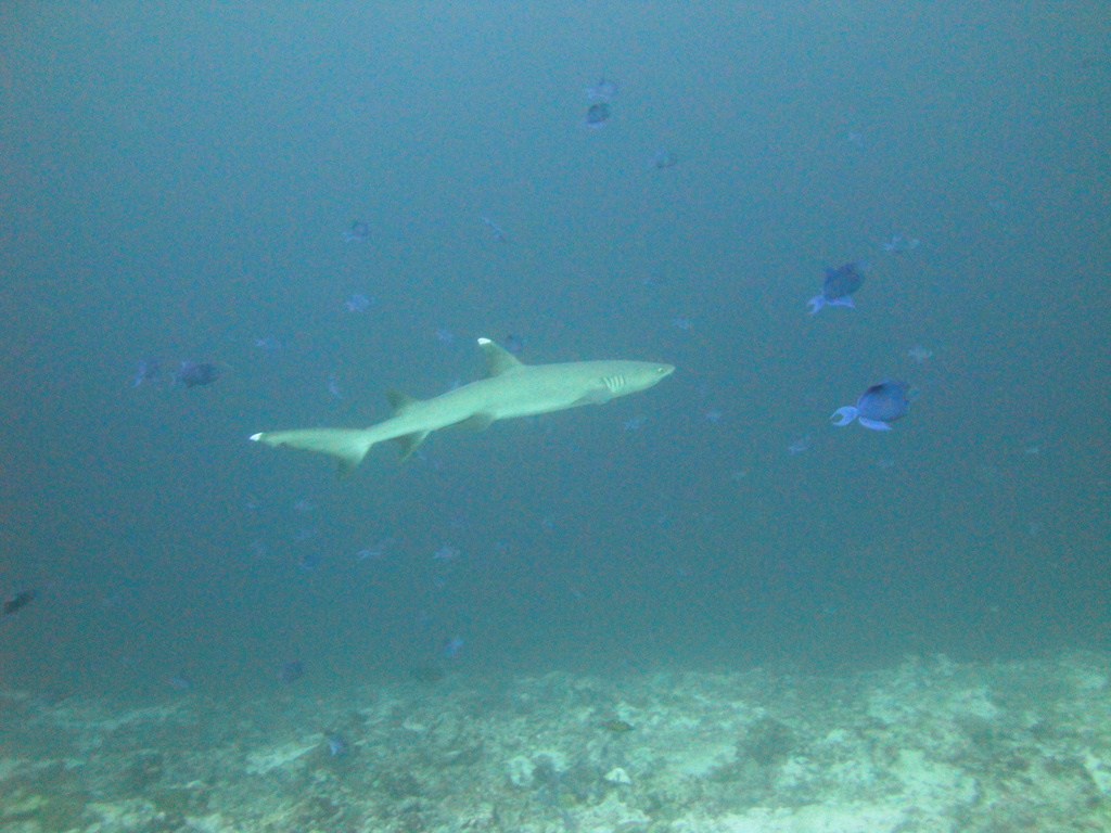 DSC00619.JPG