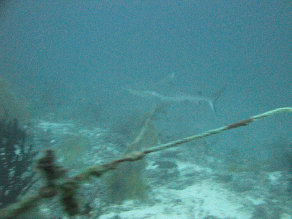 DSC00638.JPG