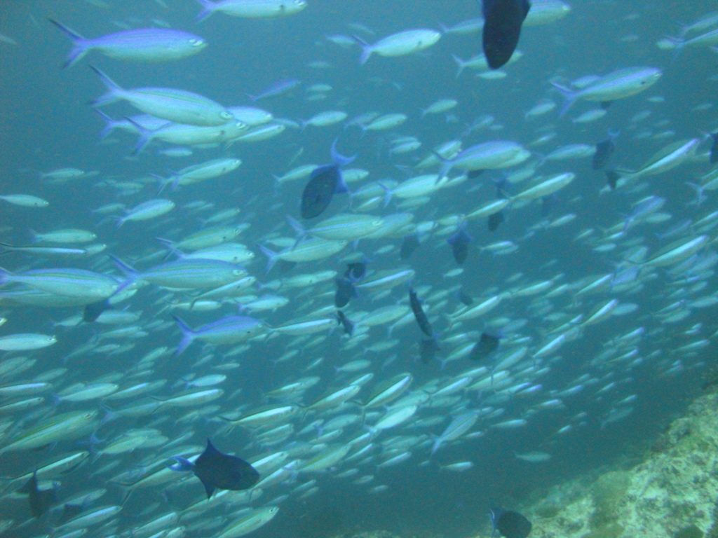 DSC00723.JPG