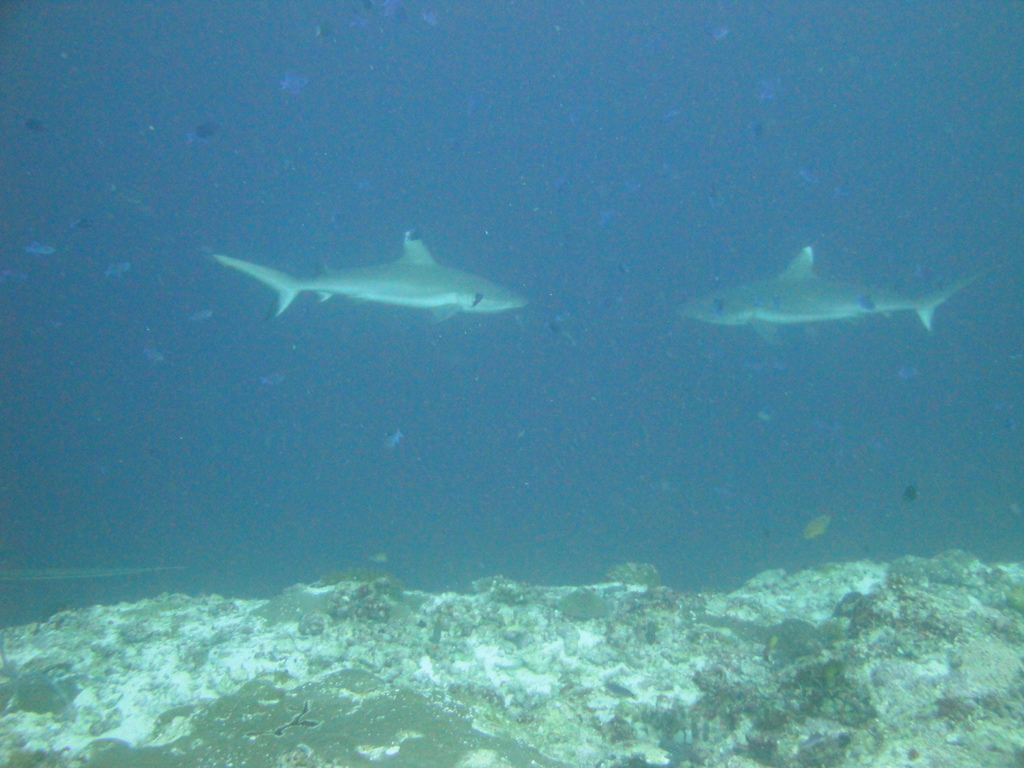 DSC00729.JPG
