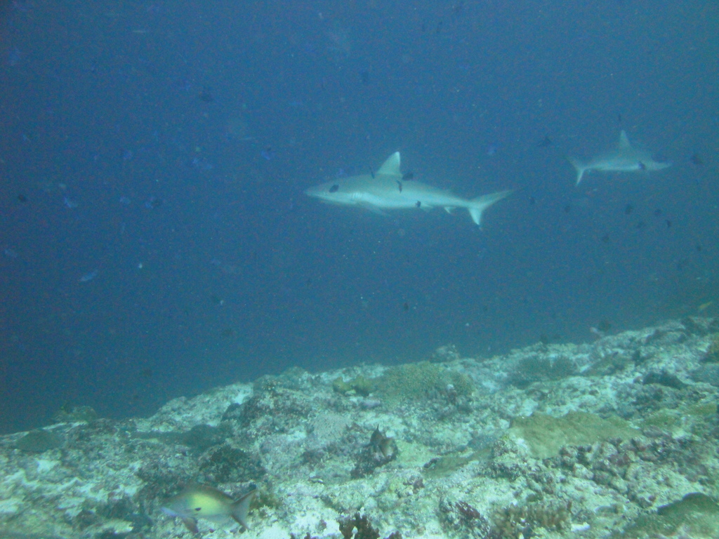 DSC00730.JPG