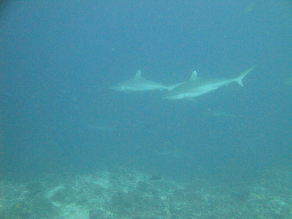 DSC00742.JPG