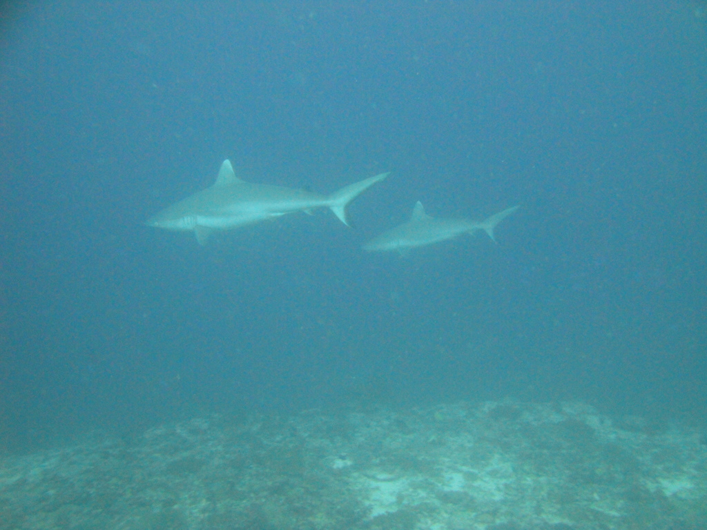 DSC00743.JPG