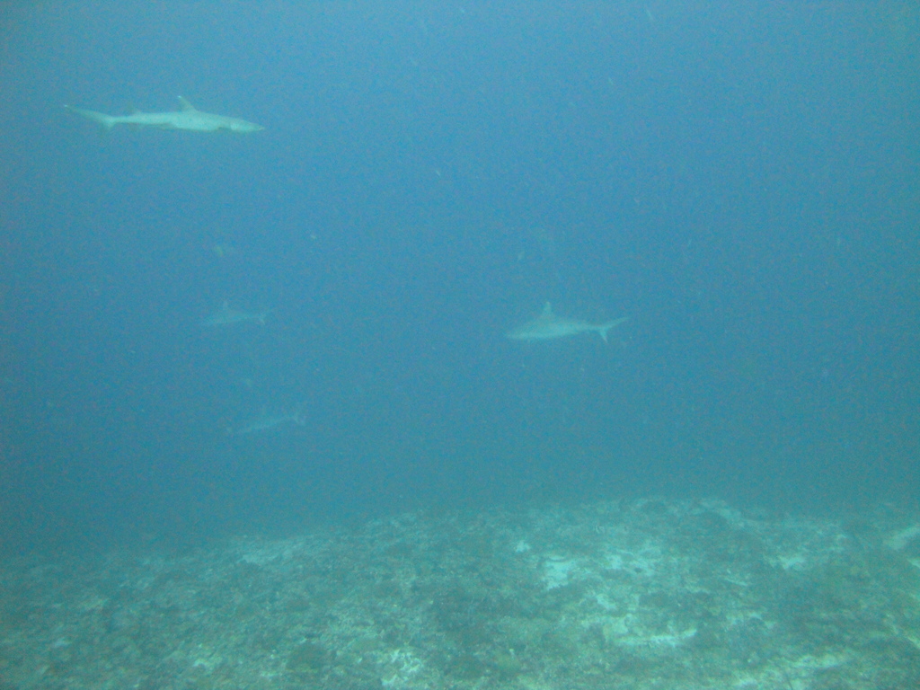 DSC00745.JPG