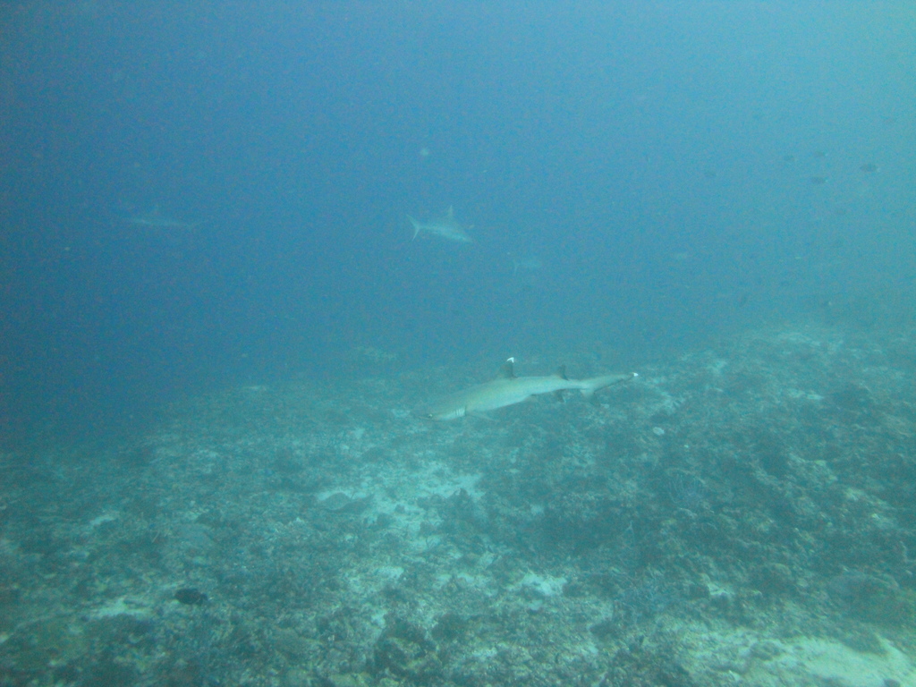DSC00752.JPG