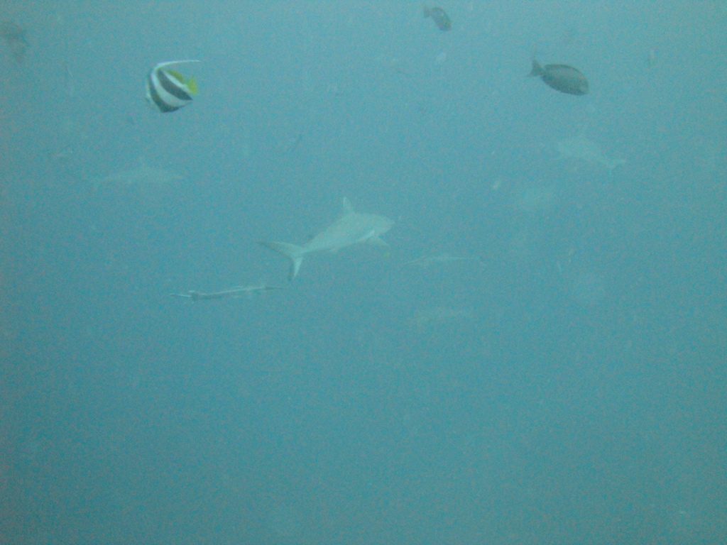 DSC00780.JPG