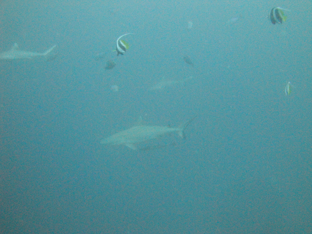 DSC00783.JPG