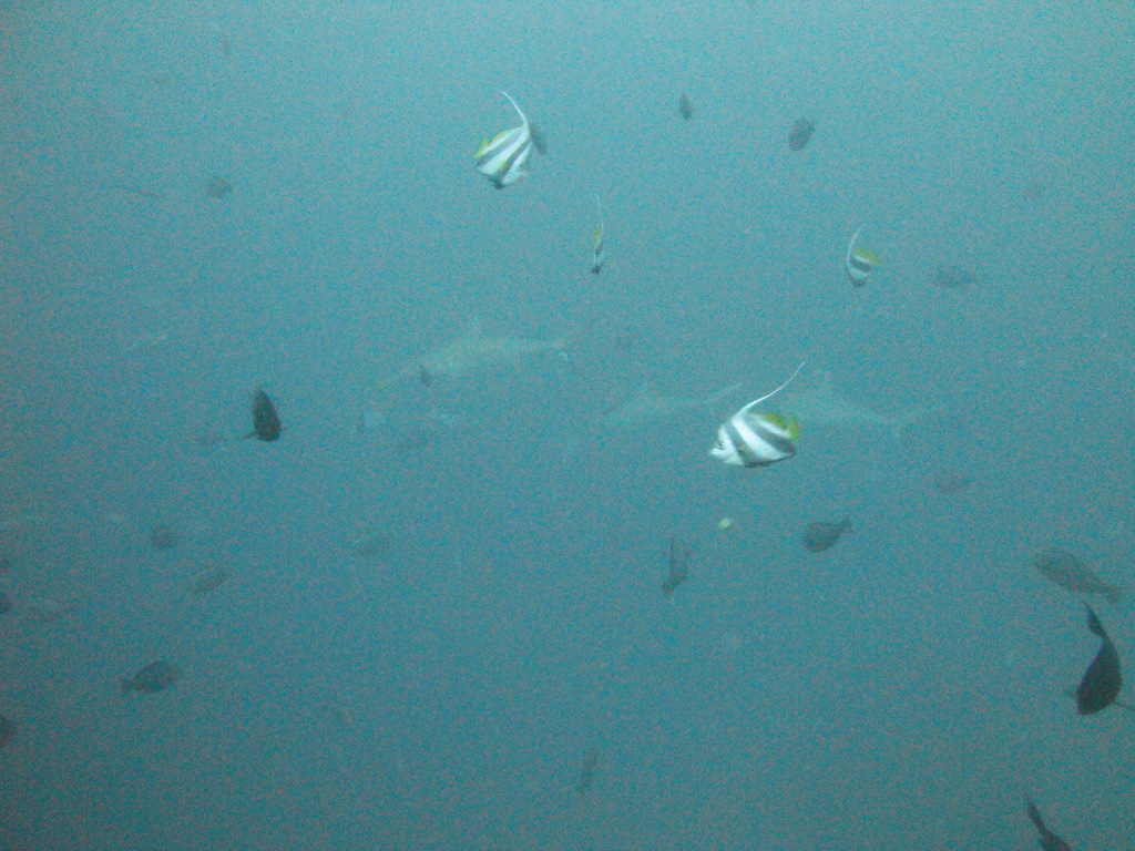 DSC00787.JPG
