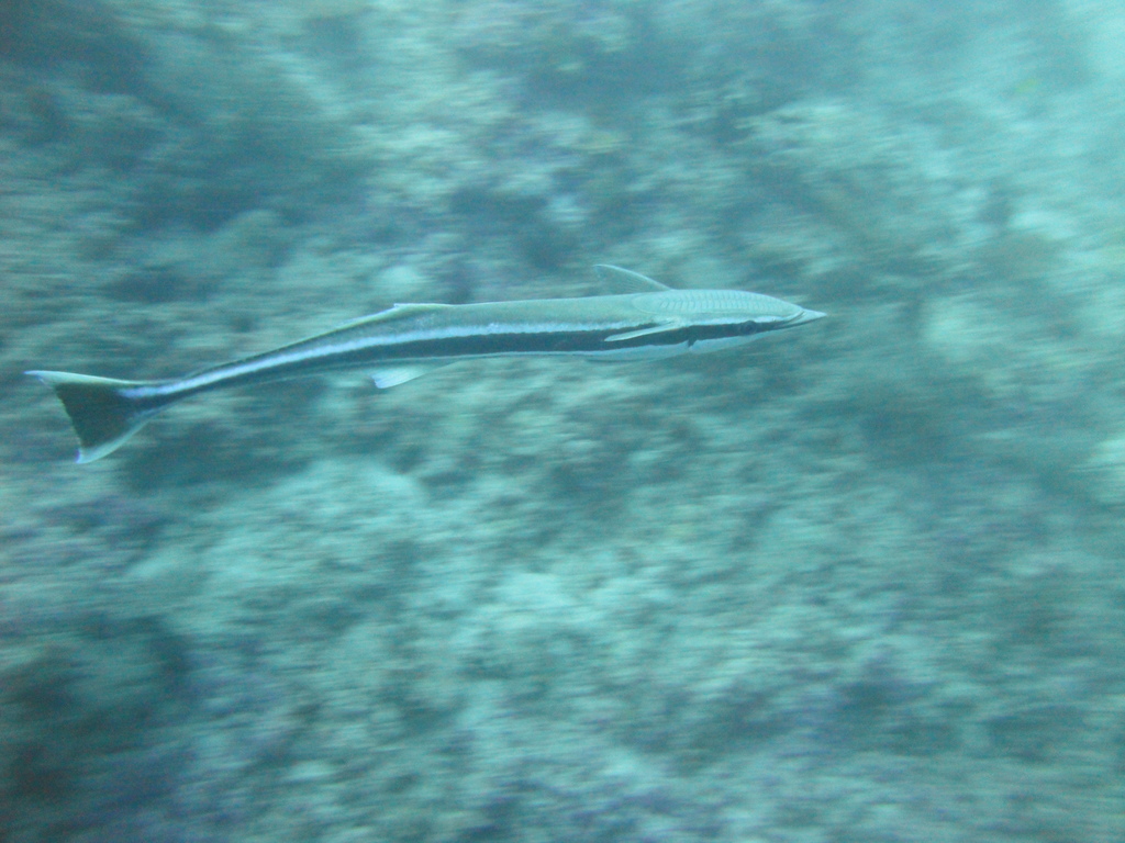 DSC00880.JPG
