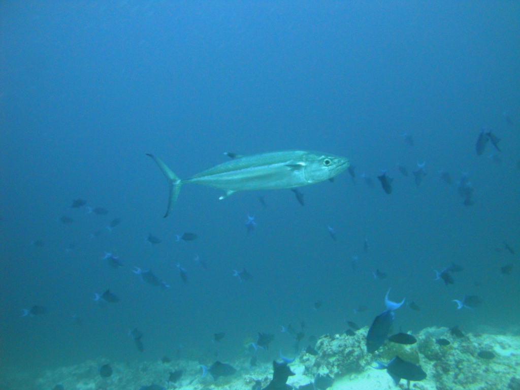 DSC00915.JPG