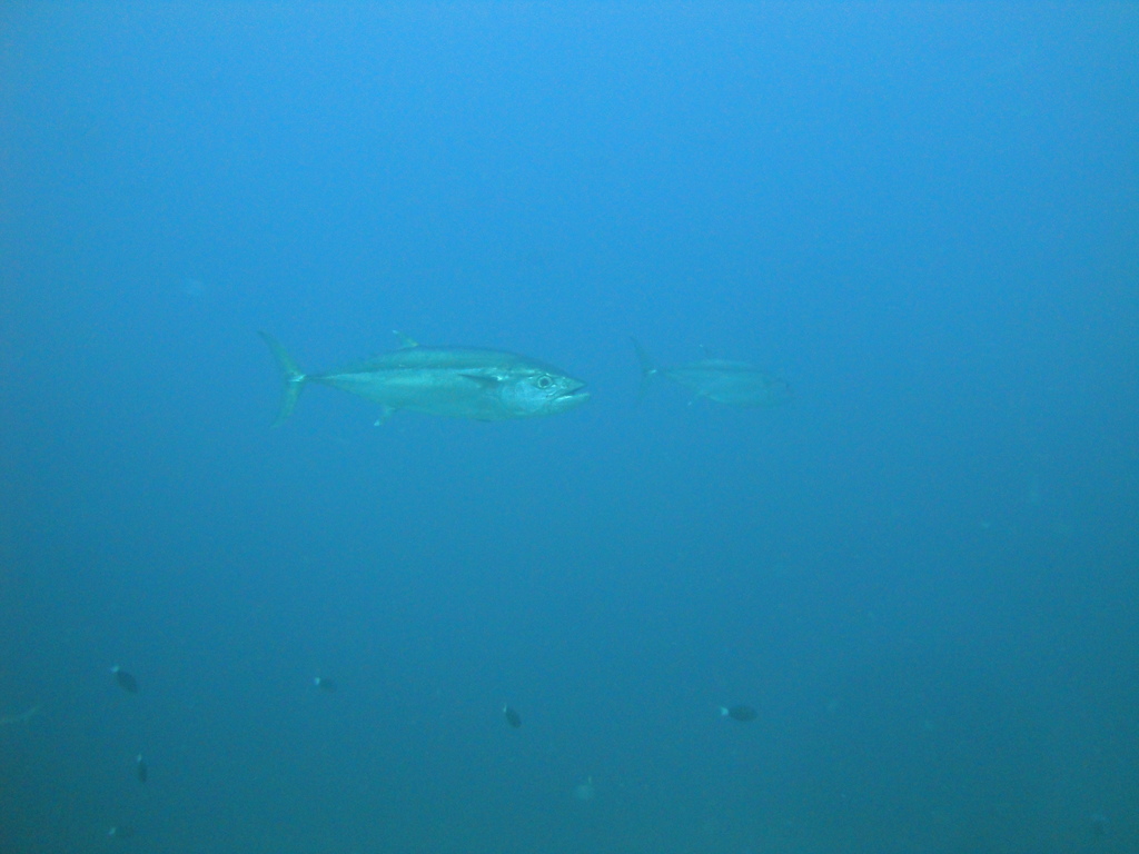 DSC00916.JPG