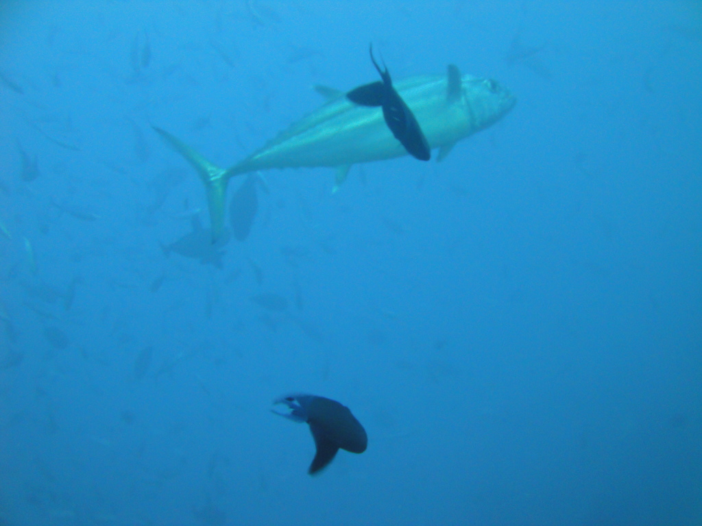 DSC00923.JPG