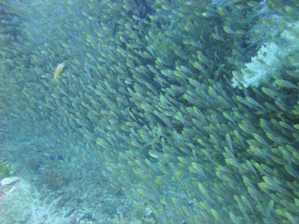 DSC00983.JPG
