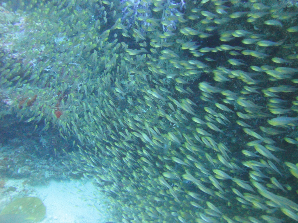 DSC00984.JPG