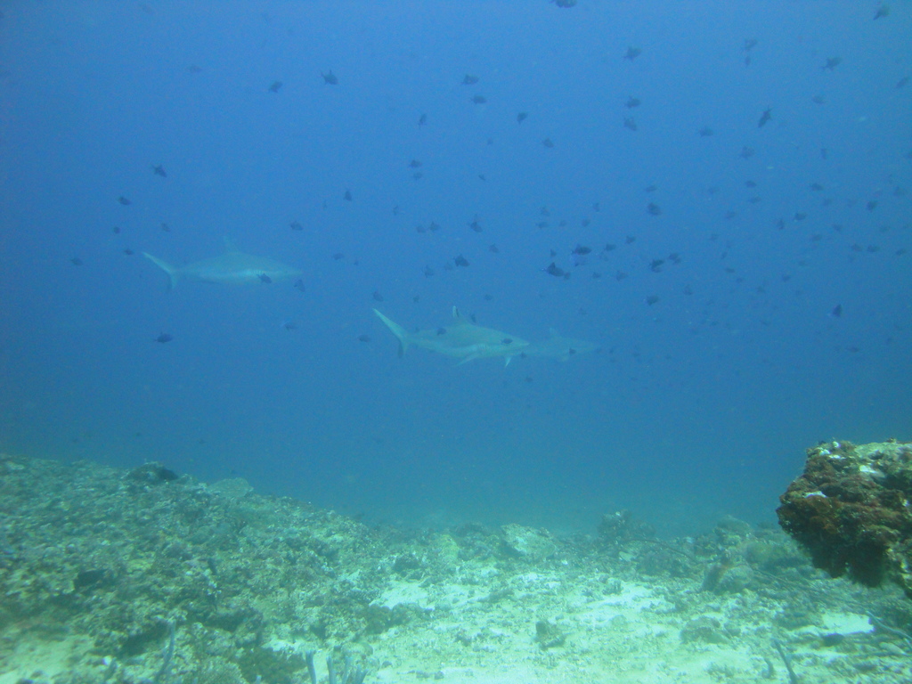 DSC01113.JPG