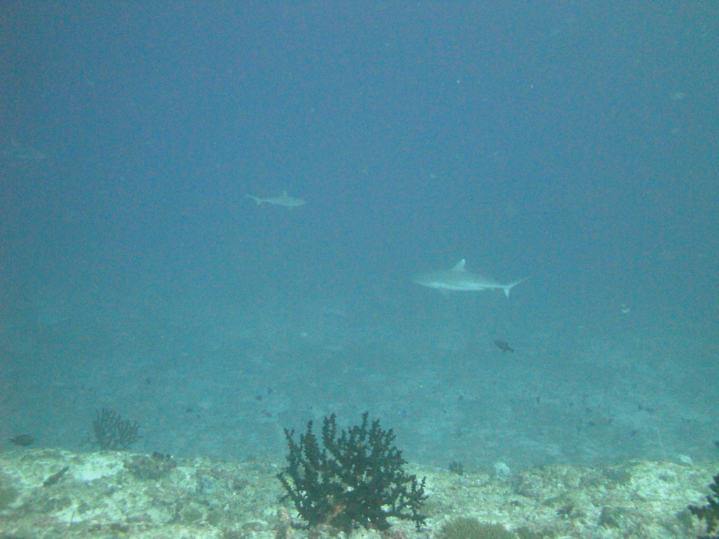 DSC01123.JPG
