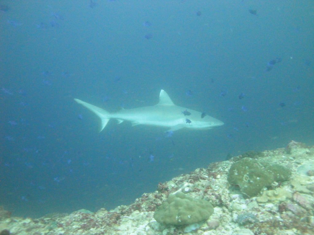 DSC01137.JPG